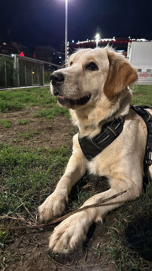 Paseadora de perros con experiencia