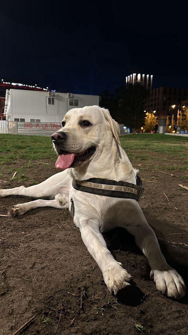 Paseadora de perros con experiencia