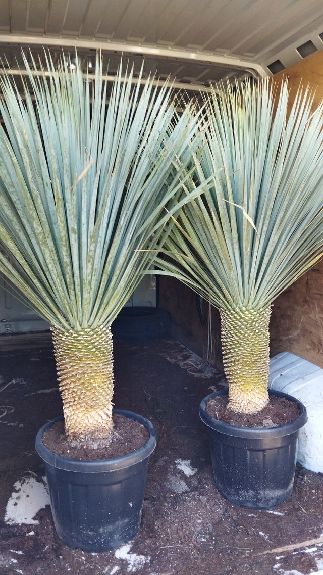 Yuccas Rostrata