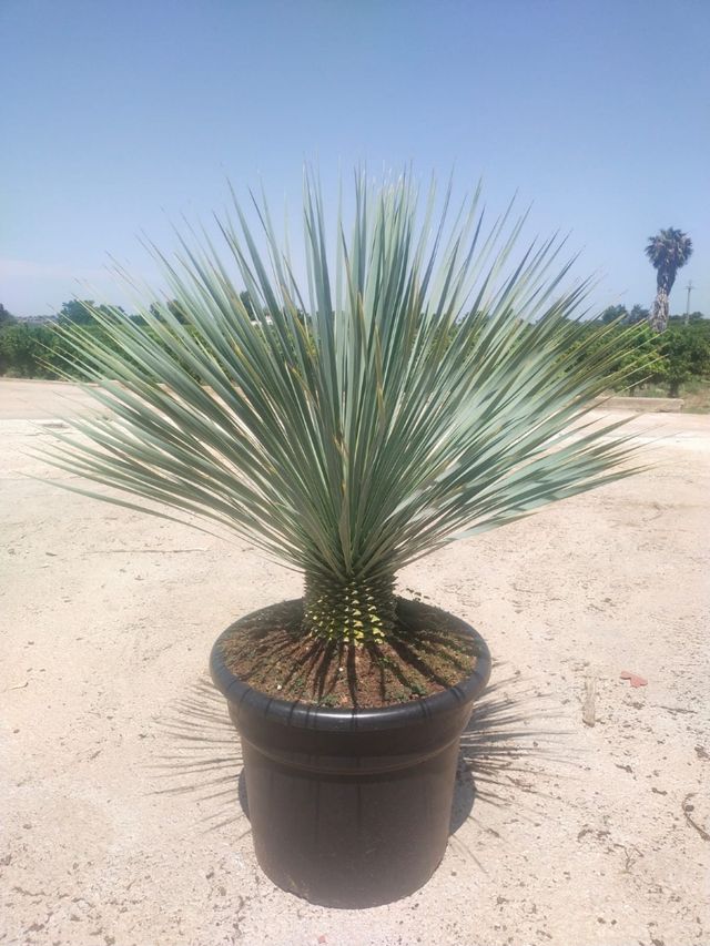 Yuccas Rostrata