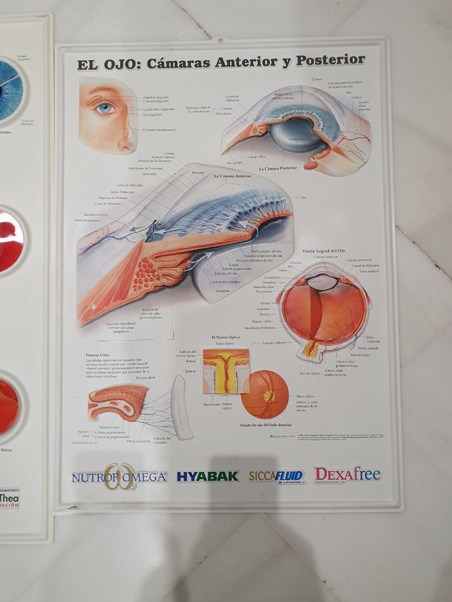 Cuatro láminas de oftalmología plástico