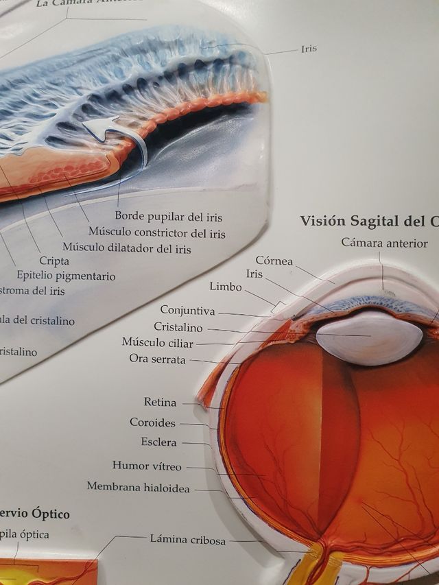 Cuatro láminas de oftalmología plástico