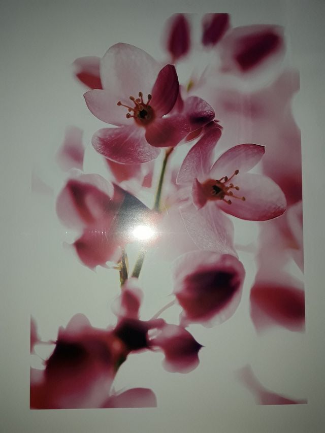 Lámina para cuadro NUEVA