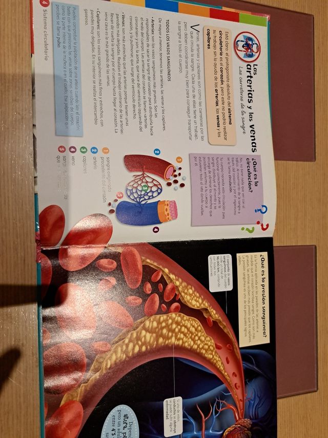 Libro curiosidades del cuerpo humano