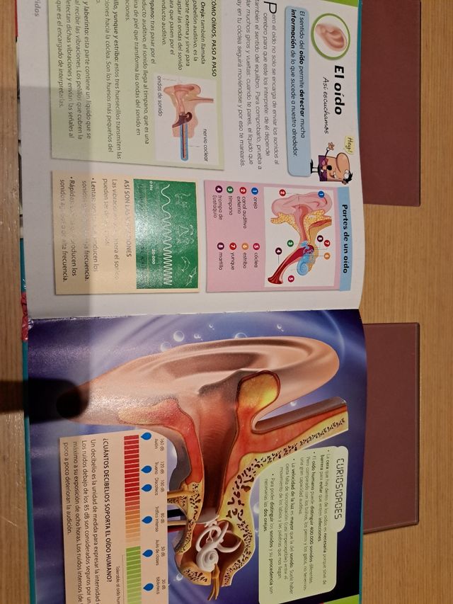 Libro curiosidades del cuerpo humano