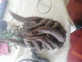Mascara guere africana arte