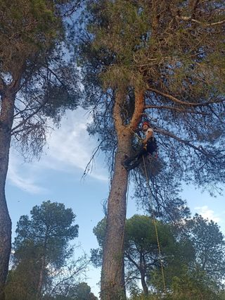 Tala y poda en altura