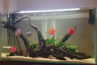 Acuario 289 l. hecho a medida 112x60x43.Kaminature