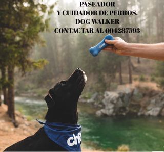 Cuidador y paseador de perros