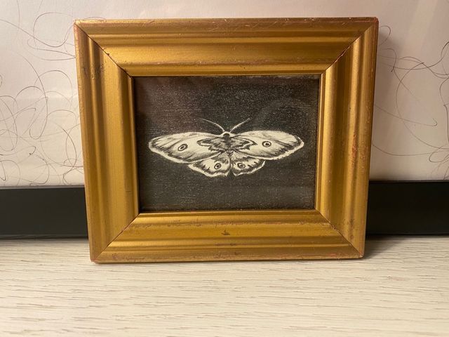 debujo quadro disegno si farfalla  matita su carta