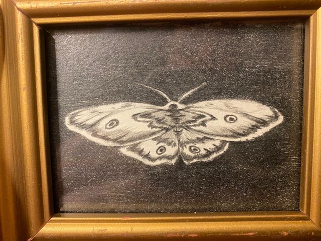 debujo quadro disegno si farfalla  matita su carta