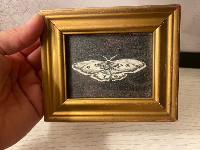 debujo quadro disegno si farfalla  matita su carta