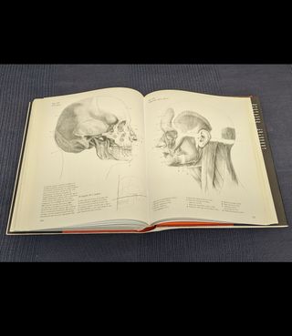 Anatomía humana para artistas