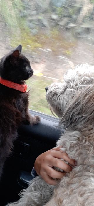 Busco trabajo como niñera, limpieza o camarera