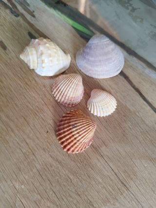 Conchiglie di mare