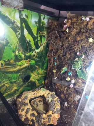 Terrario reptiles