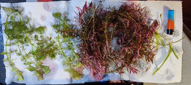 Poda plantas de acuario 