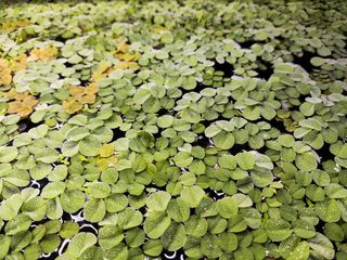 Planta flotante acuario