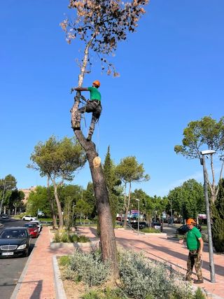 profesionales en poda y tala de árboles en altura
