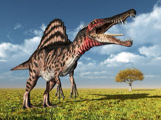 Diente dinosaurio spinosaurus espinosaurio fósil