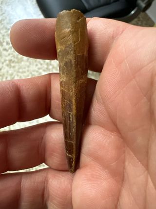 Diente dinosaurio spinosaurus espinosaurio fósil