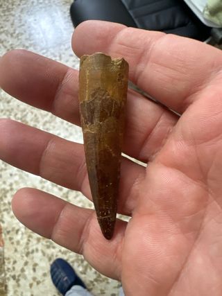 Diente dinosaurio spinosaurus espinosaurio fósil