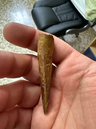 Diente dinosaurio spinosaurus espinosaurio fósil