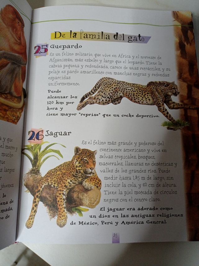 Cuento infantil "365 animales "