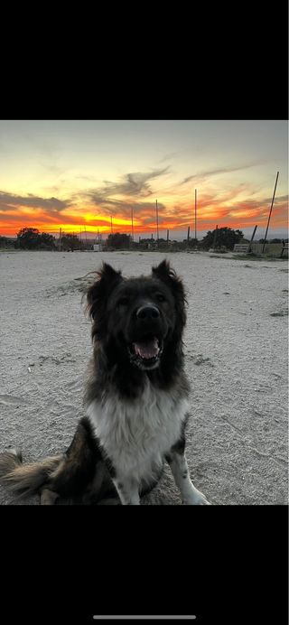 Residencias de perros personalizadas