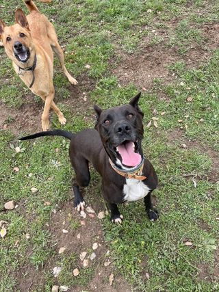 Residencias de perros personalizadas