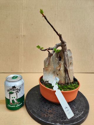 Higuera Sobre Piedra 132A Pre bonsai planta arbol