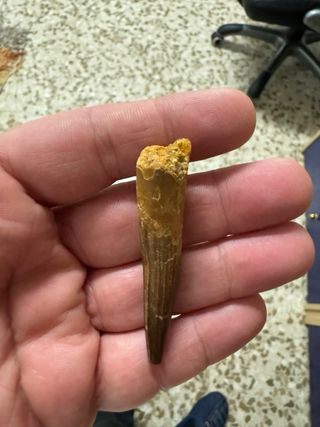 Diente dinosaurio Spinosaurus espinosaurio fósil