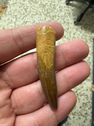 Diente dinosaurio Spinosaurus espinosaurio fósil