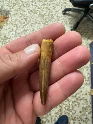 Diente dinosaurio Spinosaurus espinosaurio fósil