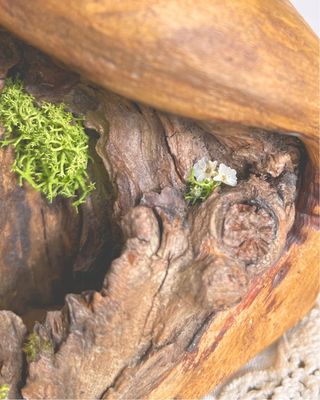 Canddeiro rústico Madeira