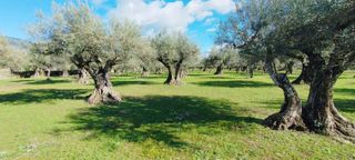 Olivar en Candeleda (Ávila)