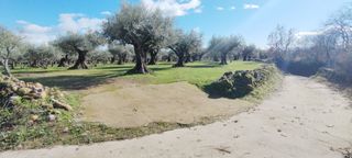 Olivar en Candeleda (Ávila)