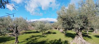 Olivar en Candeleda (Ávila)