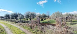 Olivar en Candeleda (Ávila)