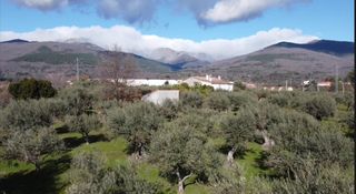 Olivar en Candeleda (Ávila)