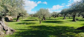 Olivar en Candeleda (Ávila)