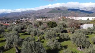 Olivar en Candeleda (Ávila)