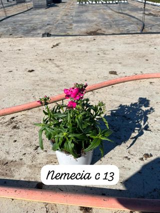 Diferente plantas que tenemos la venta.