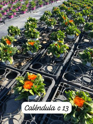 Diferente plantas que tenemos la venta.