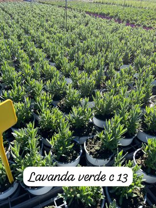 Diferente plantas que tenemos la venta.