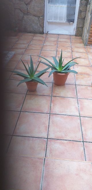 Plantas