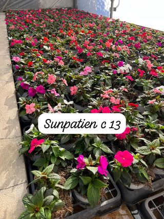 Plantas de todo tipo y variedades.