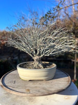 BONSAI ACER PALMATUM KIYOHIME