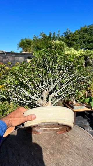 BONSAI ACER PALMATUM KIYOHIME
