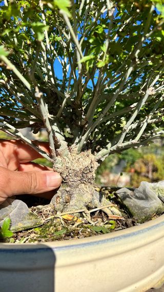 BONSAI ACER PALMATUM KIYOHIME